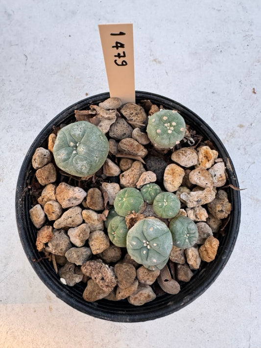 Lophophora williamsii – Peyote Cactus (6–7 cm, Own Root)