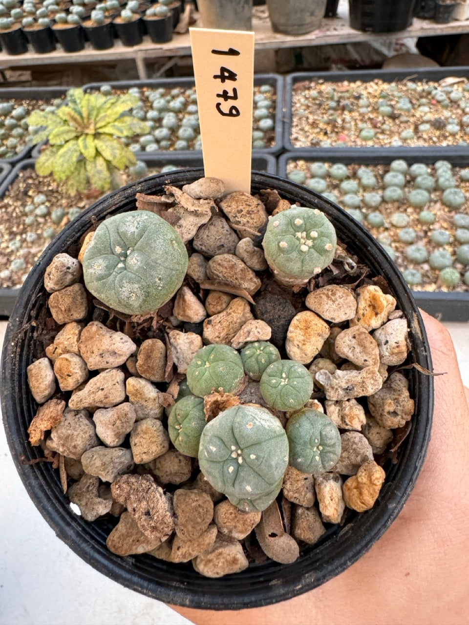 Lophophora williamsii – Peyote Cactus (6–7 cm, Own Root)