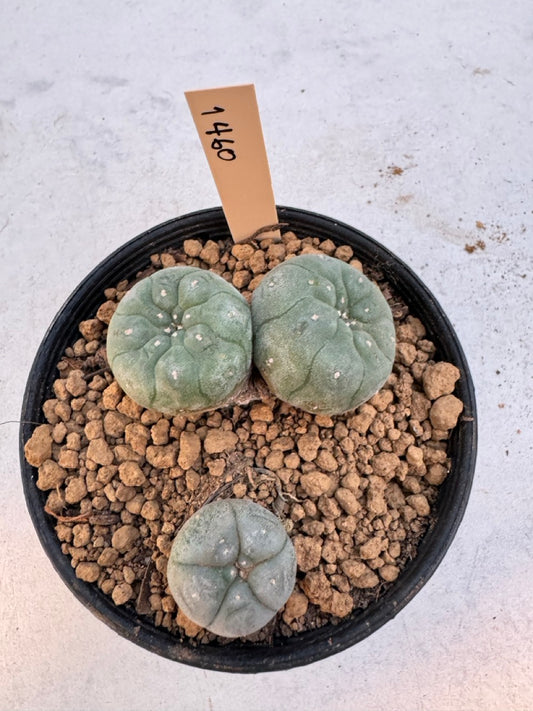 Lophophora williamsii – Peyote Cactus (6–7 cm, Own Root)