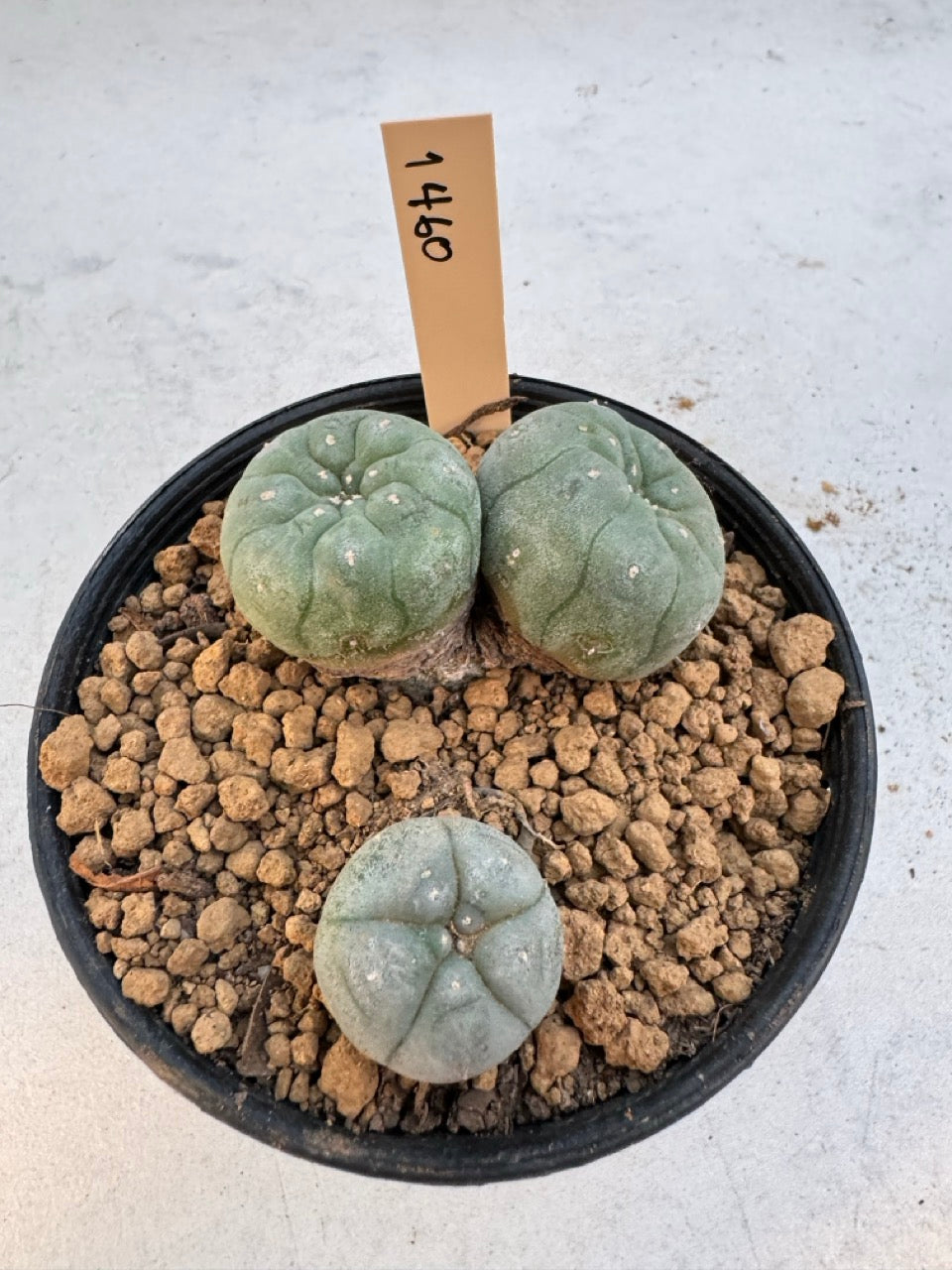 Lophophora williamsii – Peyote Cactus (6–7 cm, Own Root)