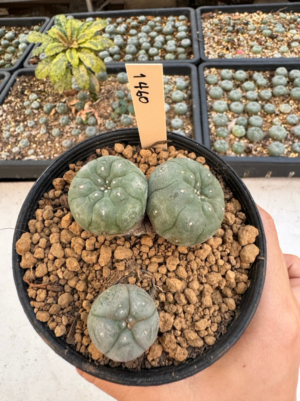 Lophophora williamsii – Peyote Cactus (6–7 cm, Own Root)