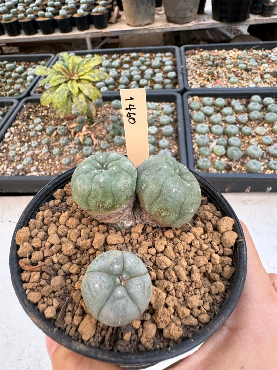 Lophophora williamsii – Peyote Cactus (6–7 cm, Own Root)