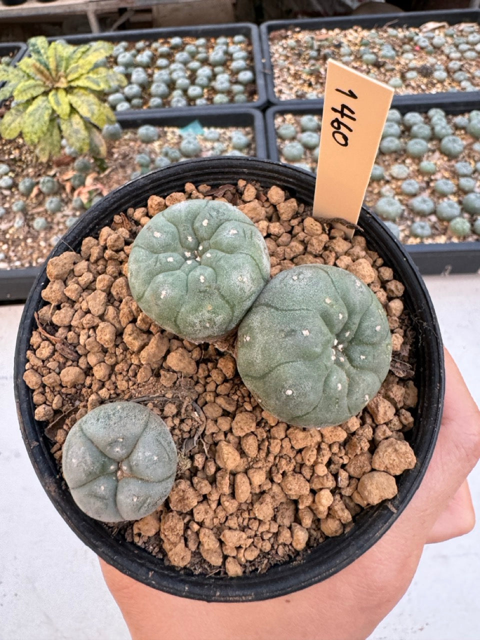 Lophophora williamsii – Peyote Cactus (6–7 cm, Own Root)
