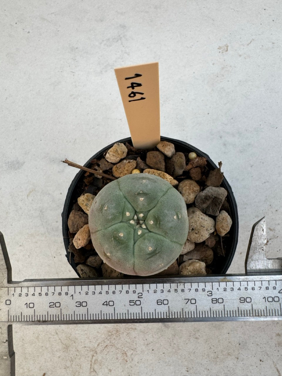 Lophophora williamsii – Peyote Cactus (6–7 cm, Own Root)