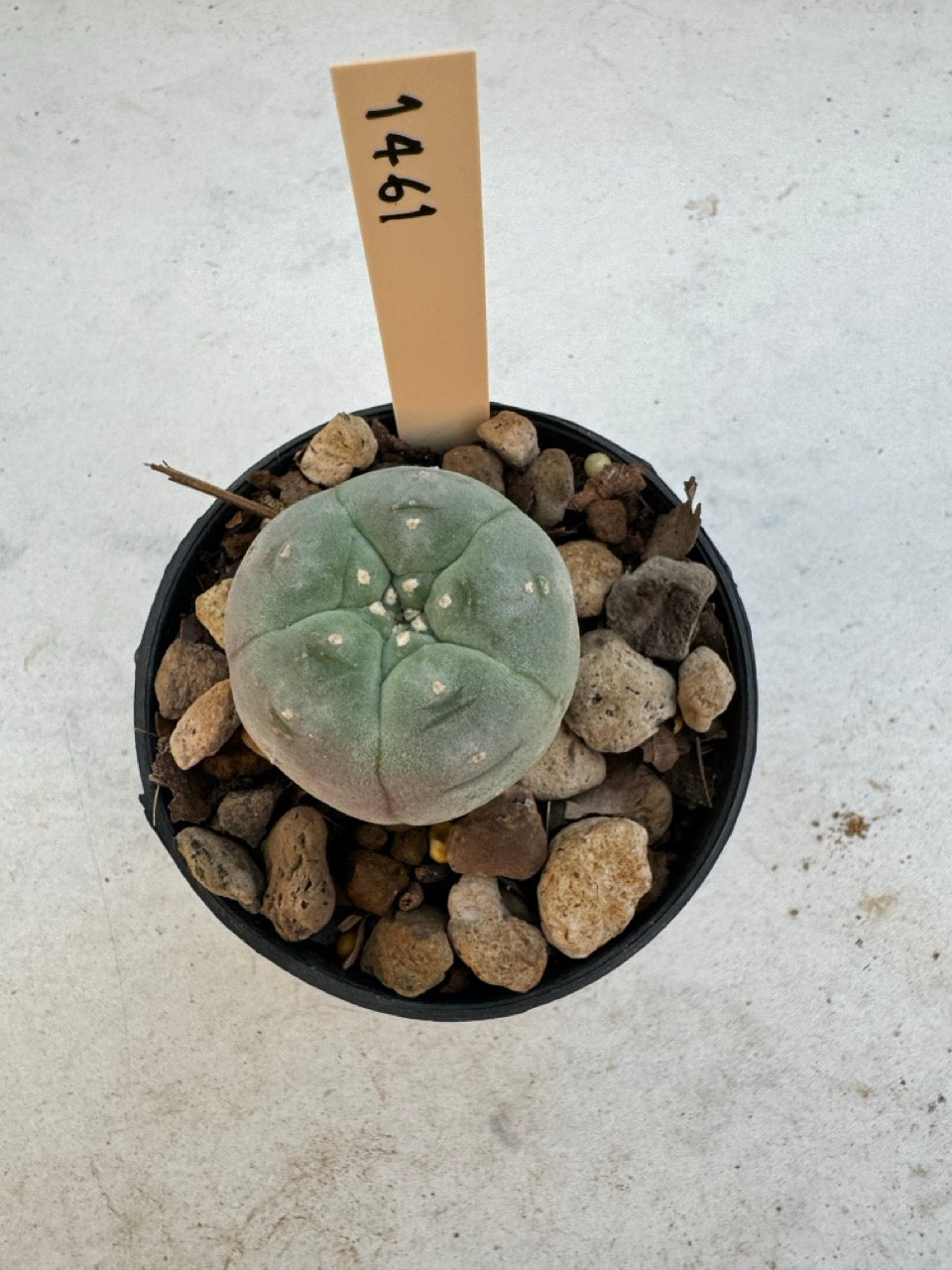Lophophora williamsii – Peyote Cactus (6–7 cm, Own Root)