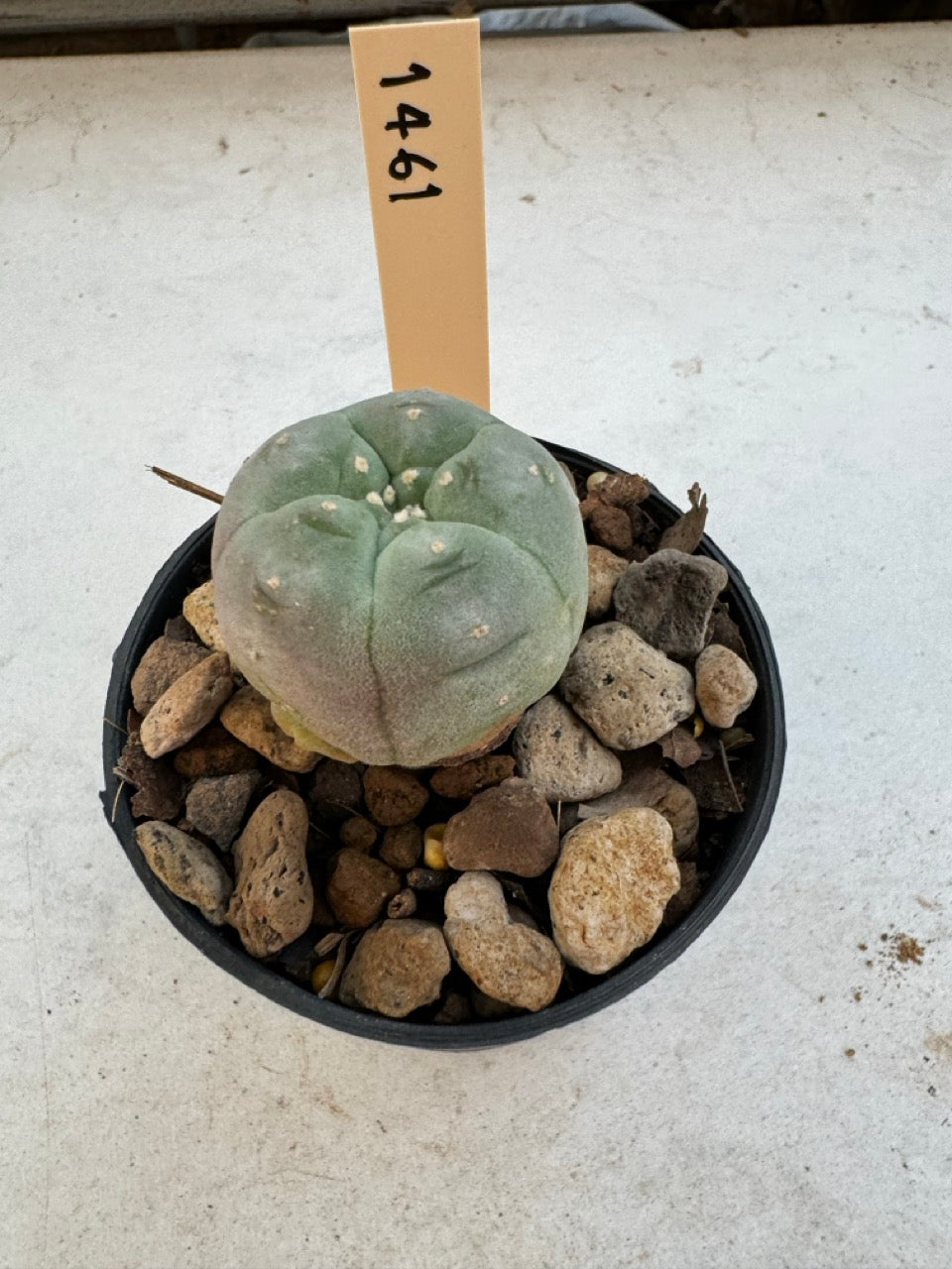 Lophophora williamsii – Peyote Cactus (6–7 cm, Own Root)