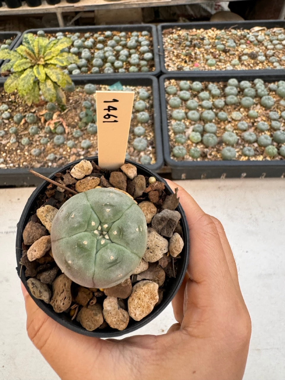 Lophophora williamsii – Peyote Cactus (6–7 cm, Own Root)