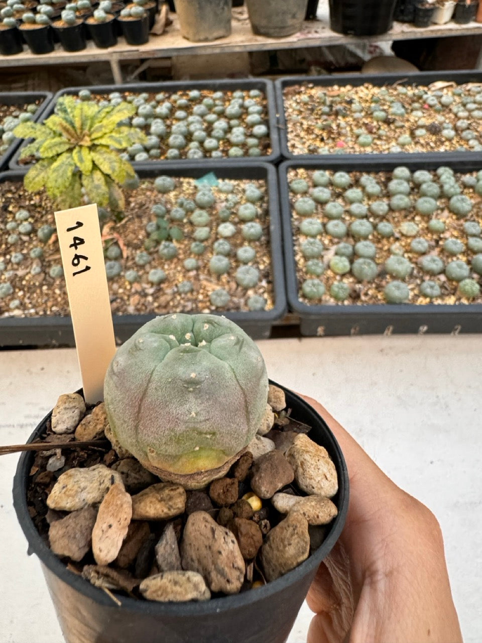 Lophophora williamsii – Peyote Cactus (6–7 cm, Own Root)