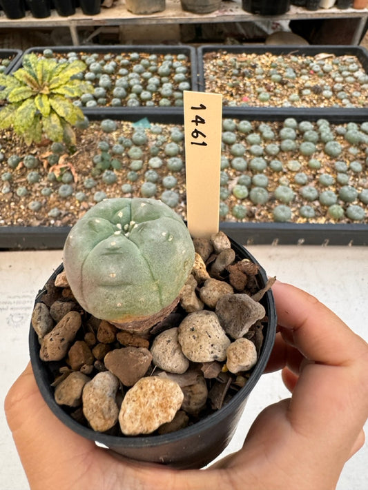 Lophophora williamsii – Peyote Cactus (6–7 cm, Own Root)