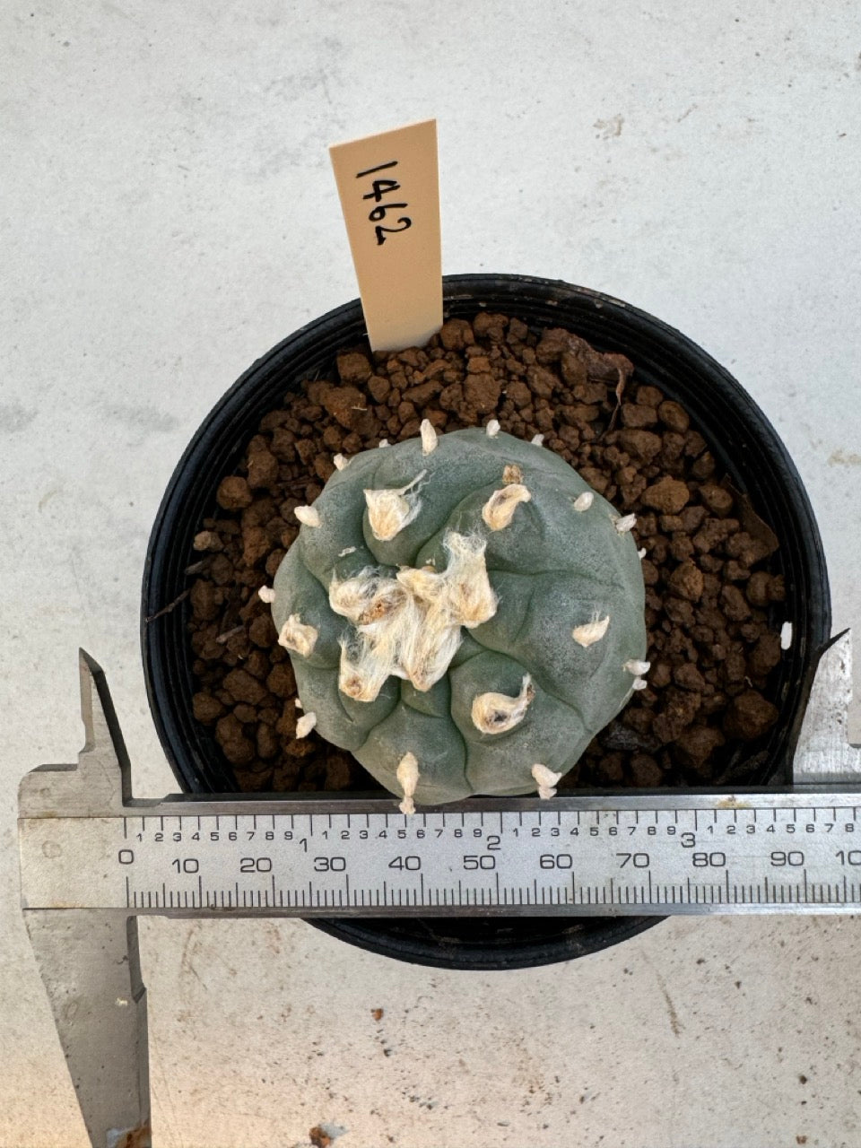 Lophophora williamsii – Peyote Cactus (6–7 cm, Own Root)