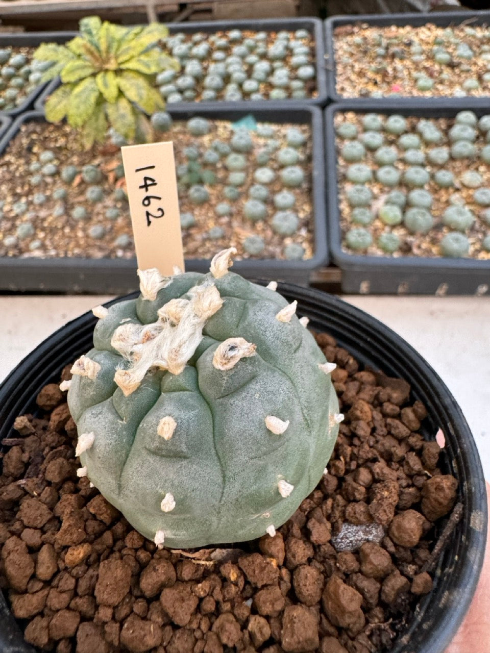 Lophophora williamsii – Peyote Cactus (6–7 cm, Own Root)