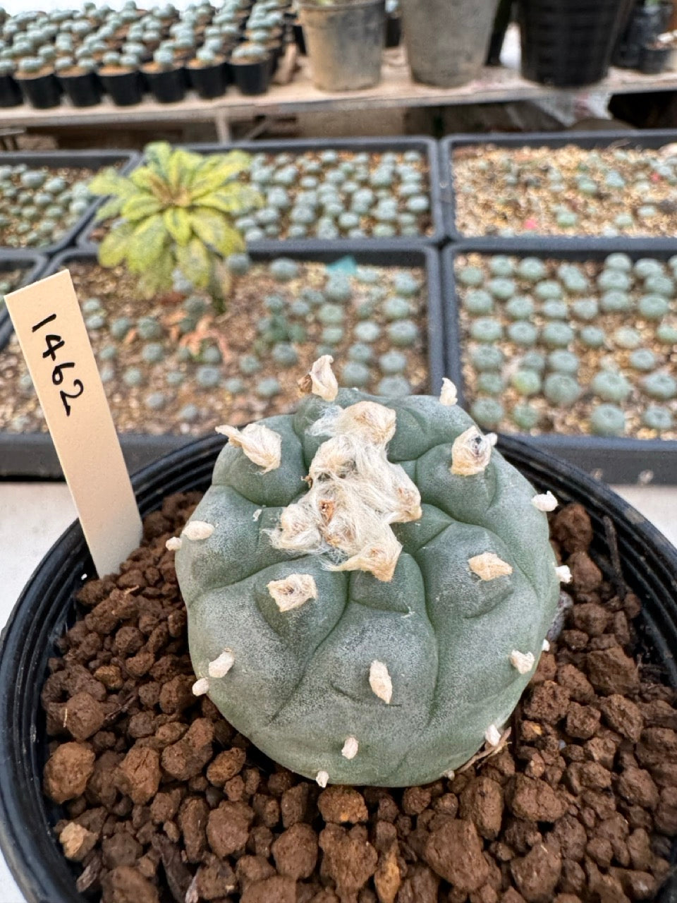 Lophophora williamsii – Peyote Cactus (6–7 cm, Own Root)