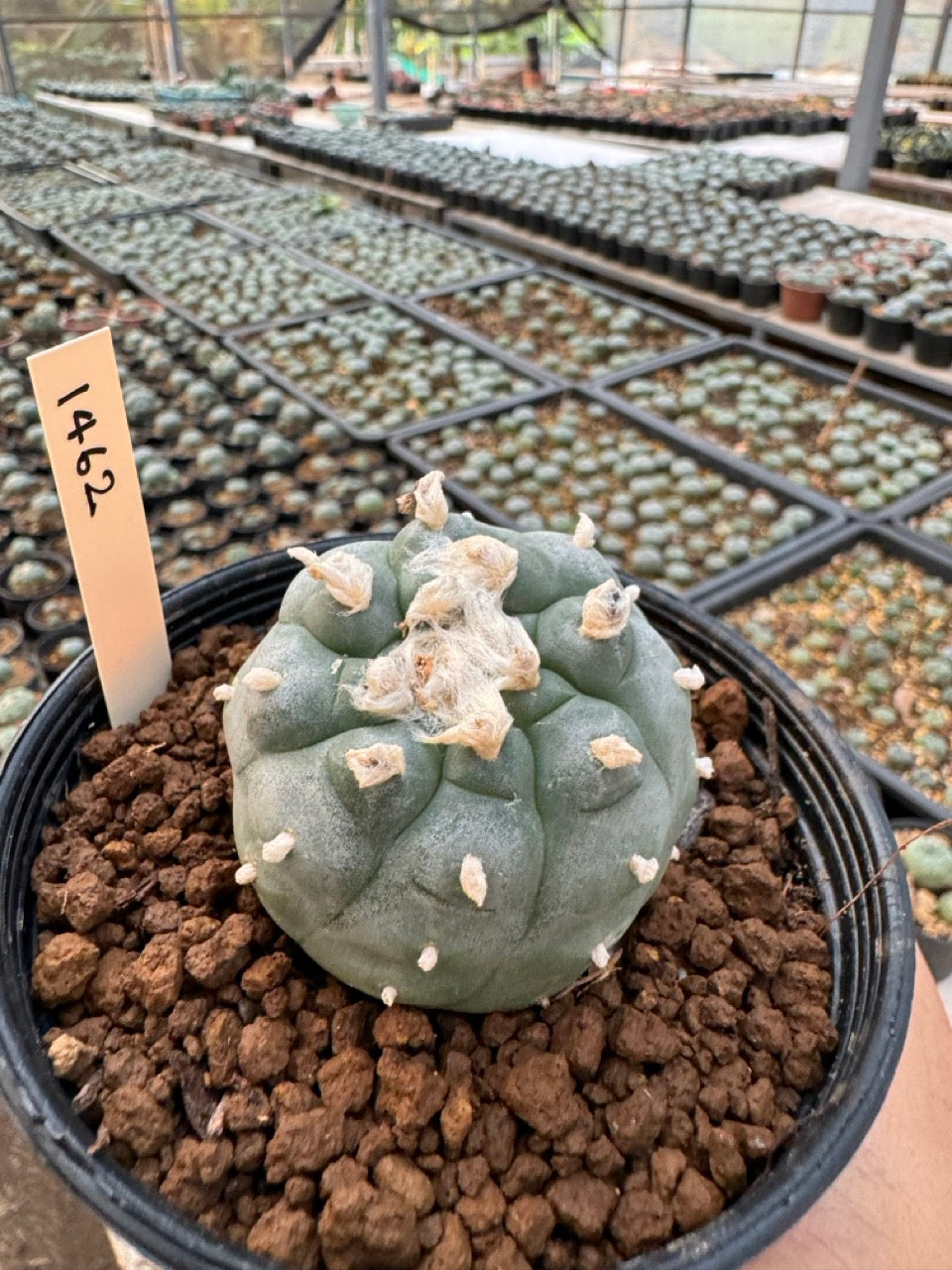 Lophophora williamsii – Peyote Cactus (6–7 cm, Own Root)