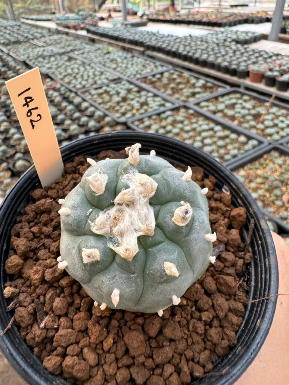 Lophophora williamsii – Peyote Cactus (6–7 cm, Own Root)