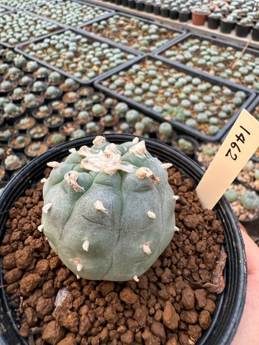 Lophophora williamsii – Peyote Cactus (6–7 cm, Own Root)