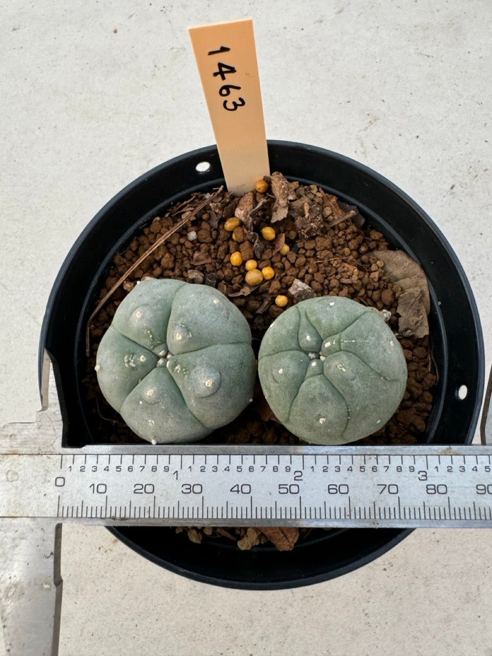 Lophophora williamsii – Peyote Cactus (6–7 cm, Own Root)
