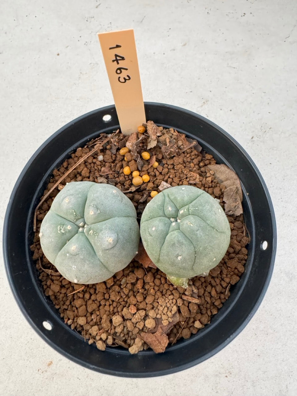 Lophophora williamsii – Peyote Cactus (6–7 cm, Own Root)