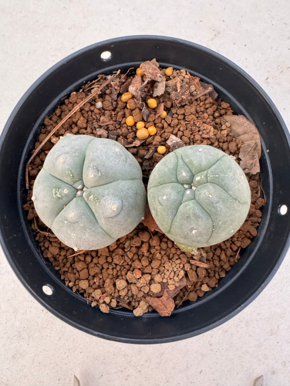 Lophophora williamsii – Peyote Cactus (6–7 cm, Own Root)