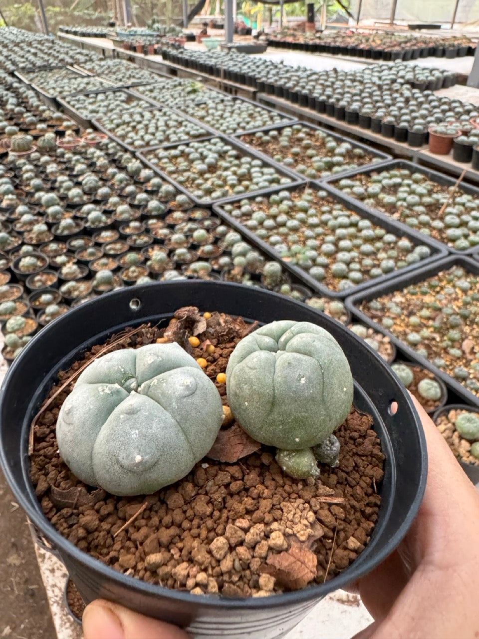 Lophophora williamsii – Peyote Cactus (6–7 cm, Own Root)