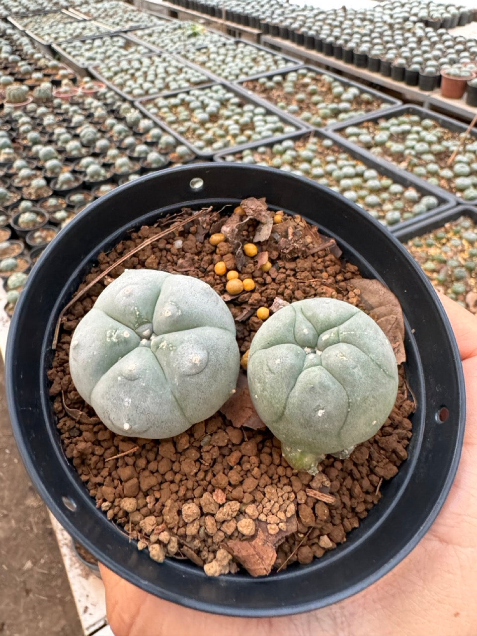 Lophophora williamsii – Peyote Cactus (6–7 cm, Own Root)