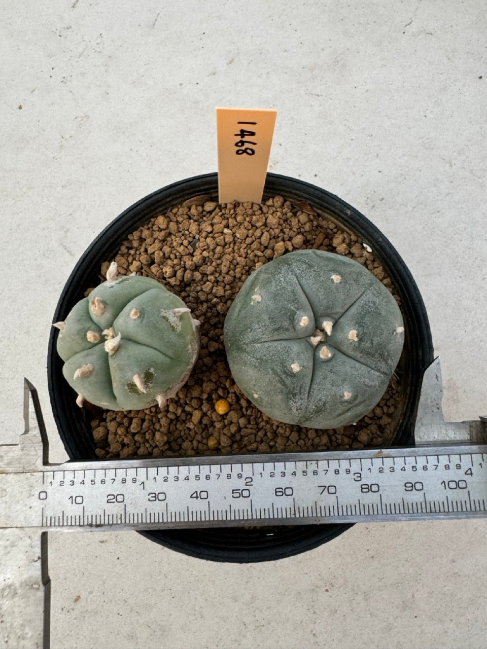 Lophophora williamsii – Peyote Cactus (6–7 cm, Own Root)