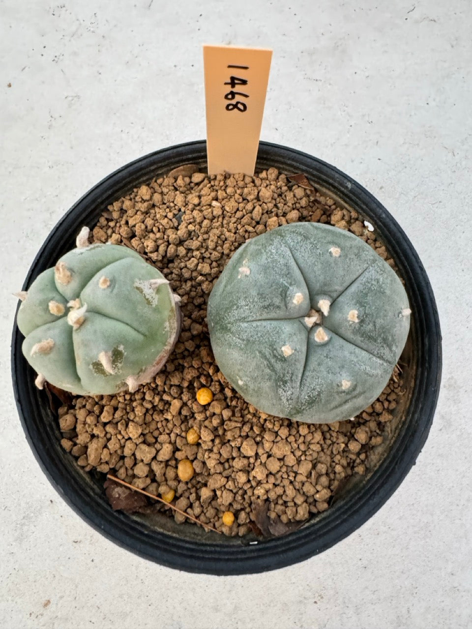 Lophophora williamsii – Peyote Cactus (6–7 cm, Own Root)