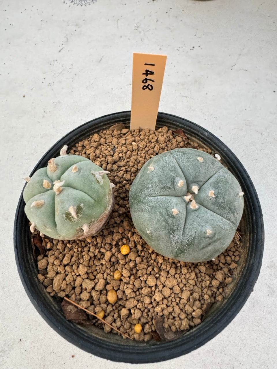 Lophophora williamsii – Peyote Cactus (6–7 cm, Own Root)