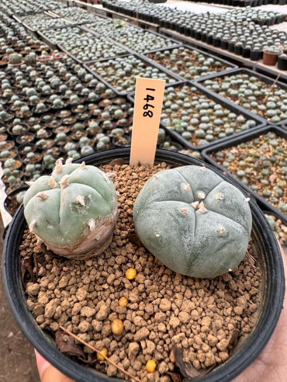 Lophophora williamsii – Peyote Cactus (6–7 cm, Own Root)