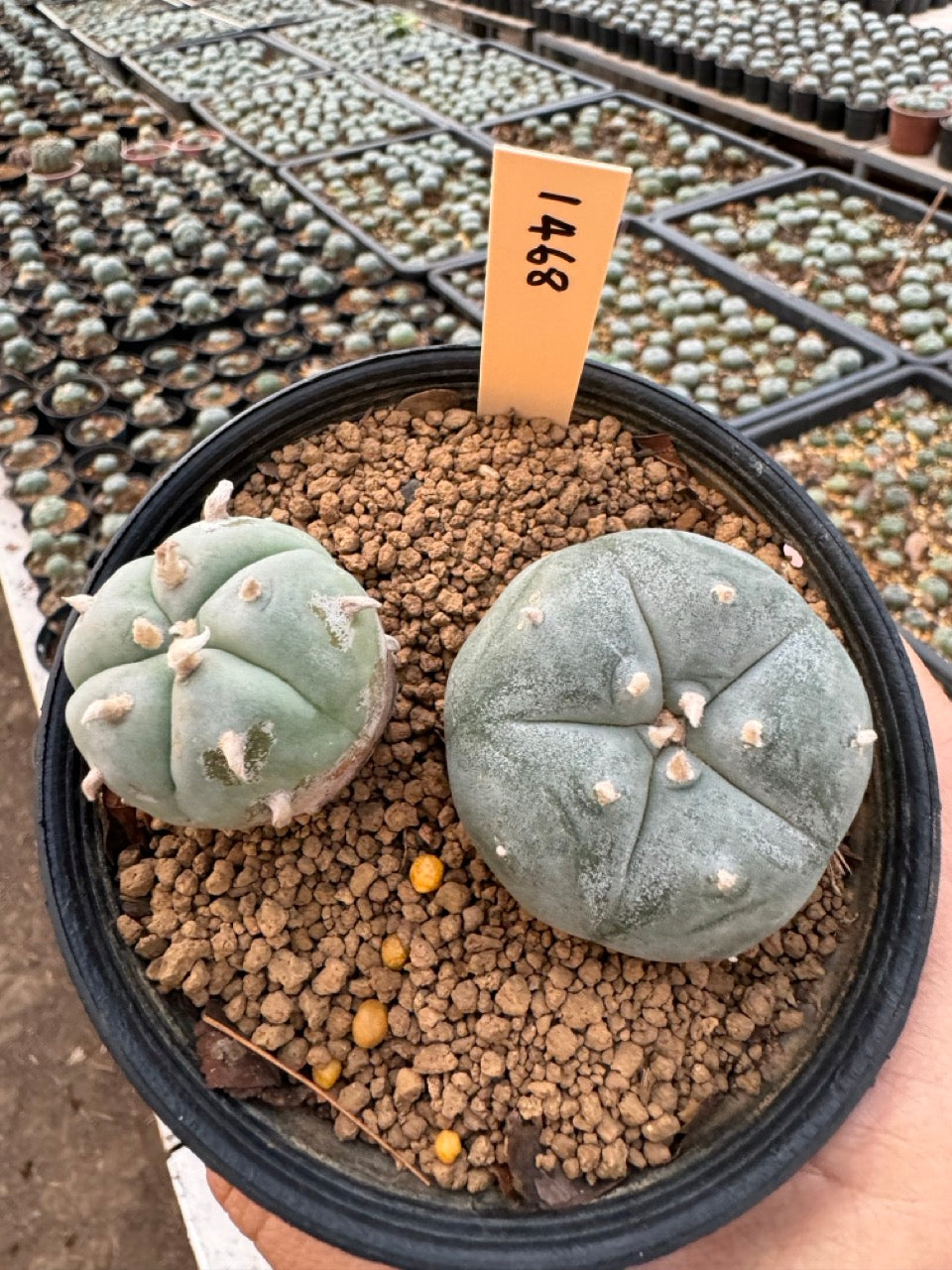 Lophophora williamsii – Peyote Cactus (6–7 cm, Own Root)