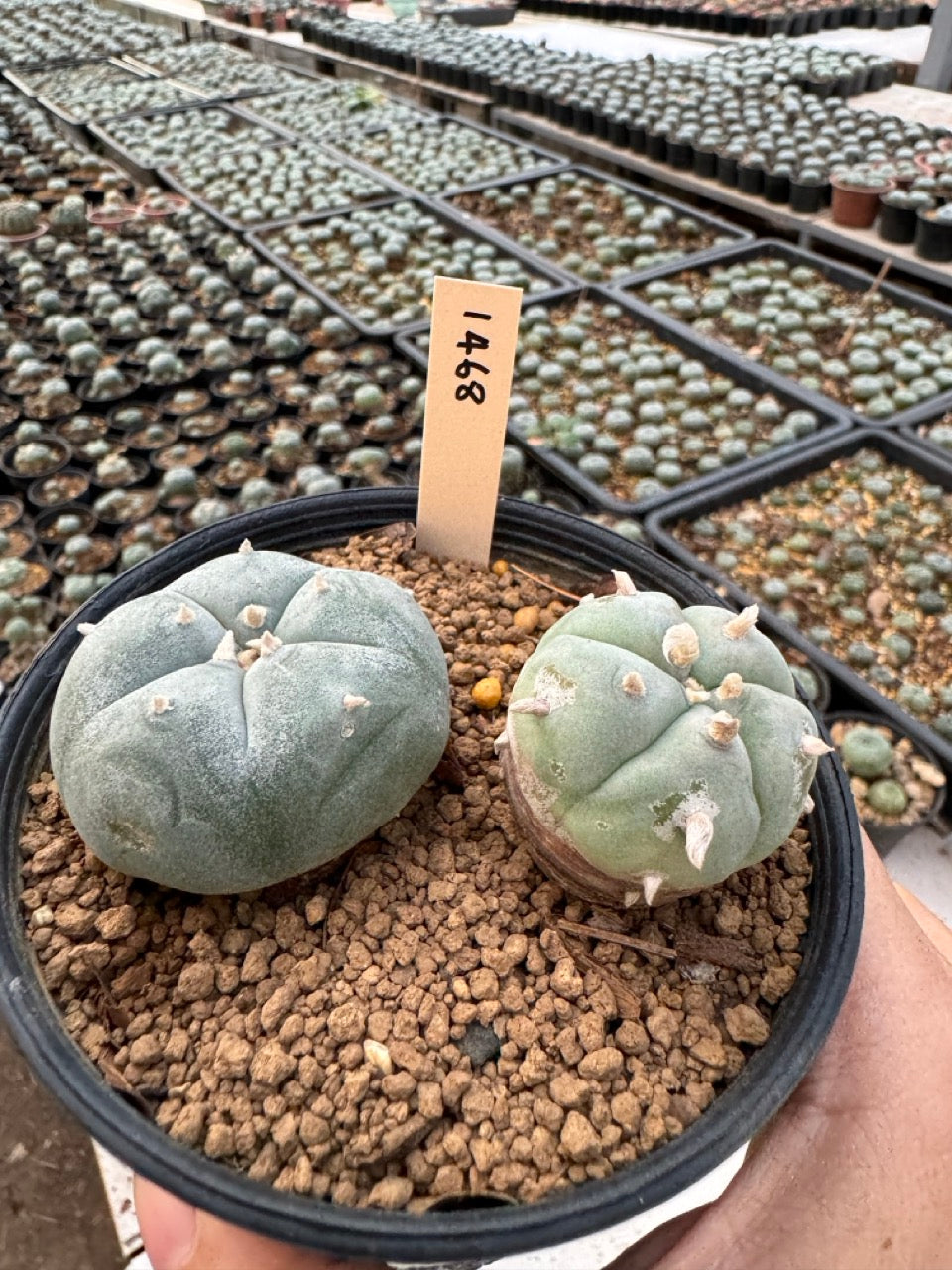 Lophophora williamsii – Peyote Cactus (6–7 cm, Own Root)