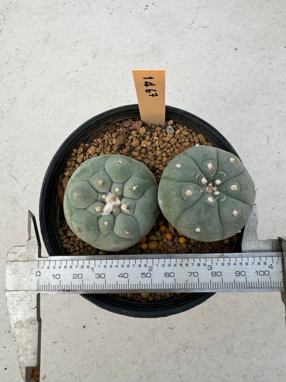Lophophora williamsii – Peyote Cactus (6–7 cm, Own Root)
