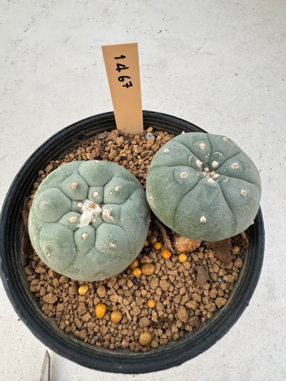 Lophophora williamsii – Peyote Cactus (6–7 cm, Own Root)