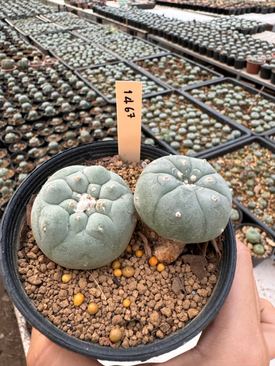 Lophophora williamsii – Peyote Cactus (6–7 cm, Own Root)