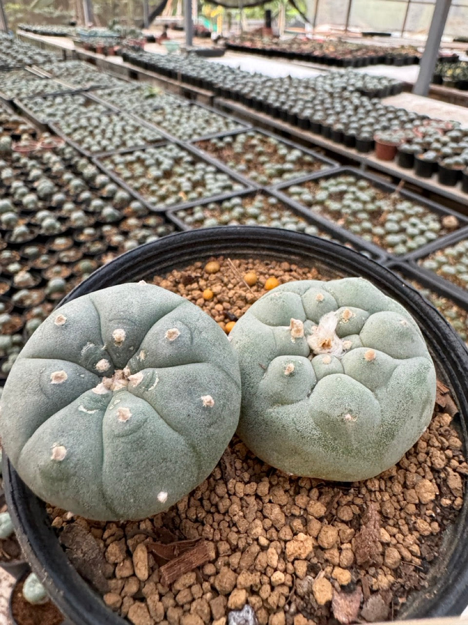 Lophophora williamsii – Peyote Cactus (6–7 cm, Own Root)