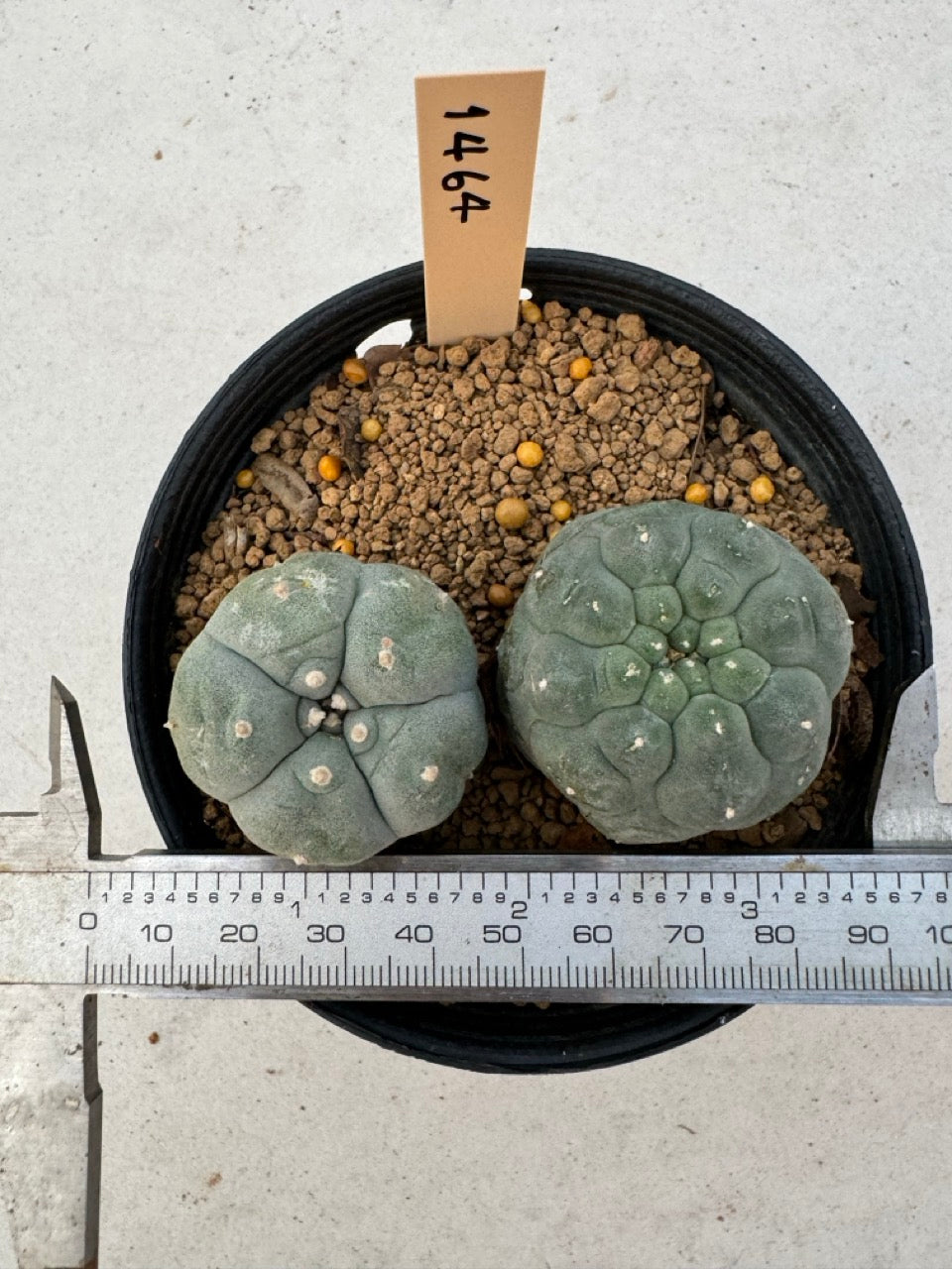 Lophophora williamsii – Peyote Cactus (6–7 cm, Own Root)