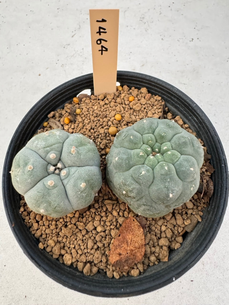 Lophophora williamsii – Peyote Cactus (6–7 cm, Own Root)