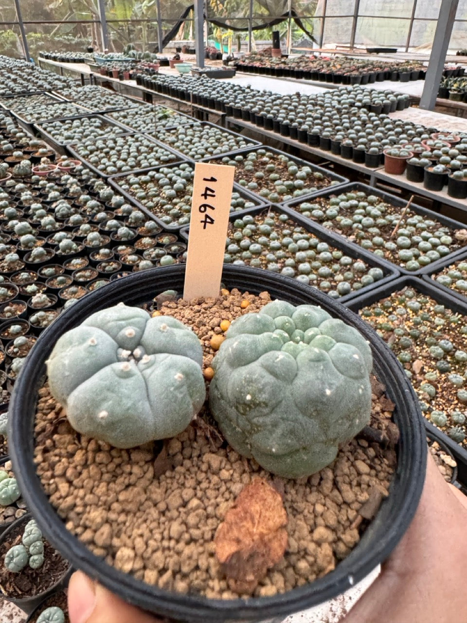 Lophophora williamsii – Peyote Cactus (6–7 cm, Own Root)