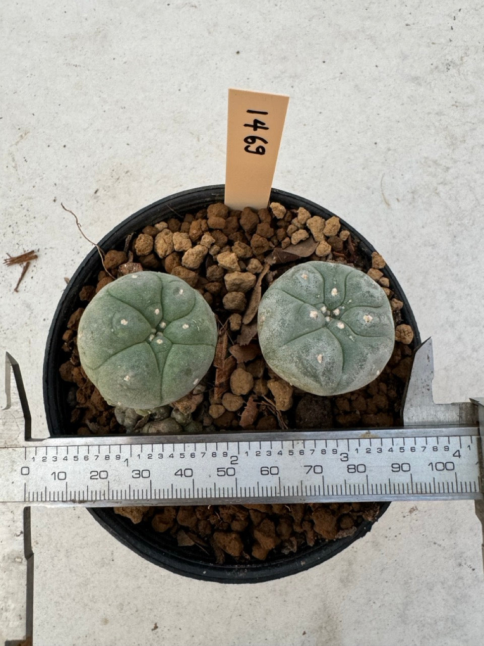 Lophophora williamsii – Peyote Cactus (6–7 cm, Own Root)