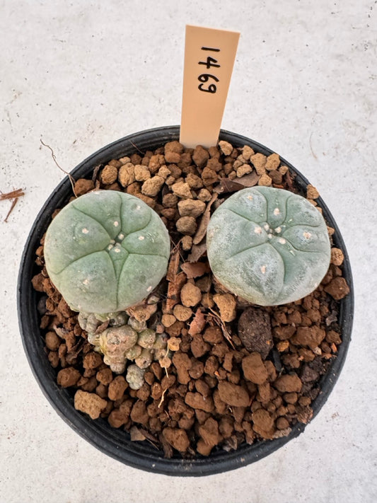 Lophophora williamsii – Peyote Cactus (6–7 cm, Own Root)