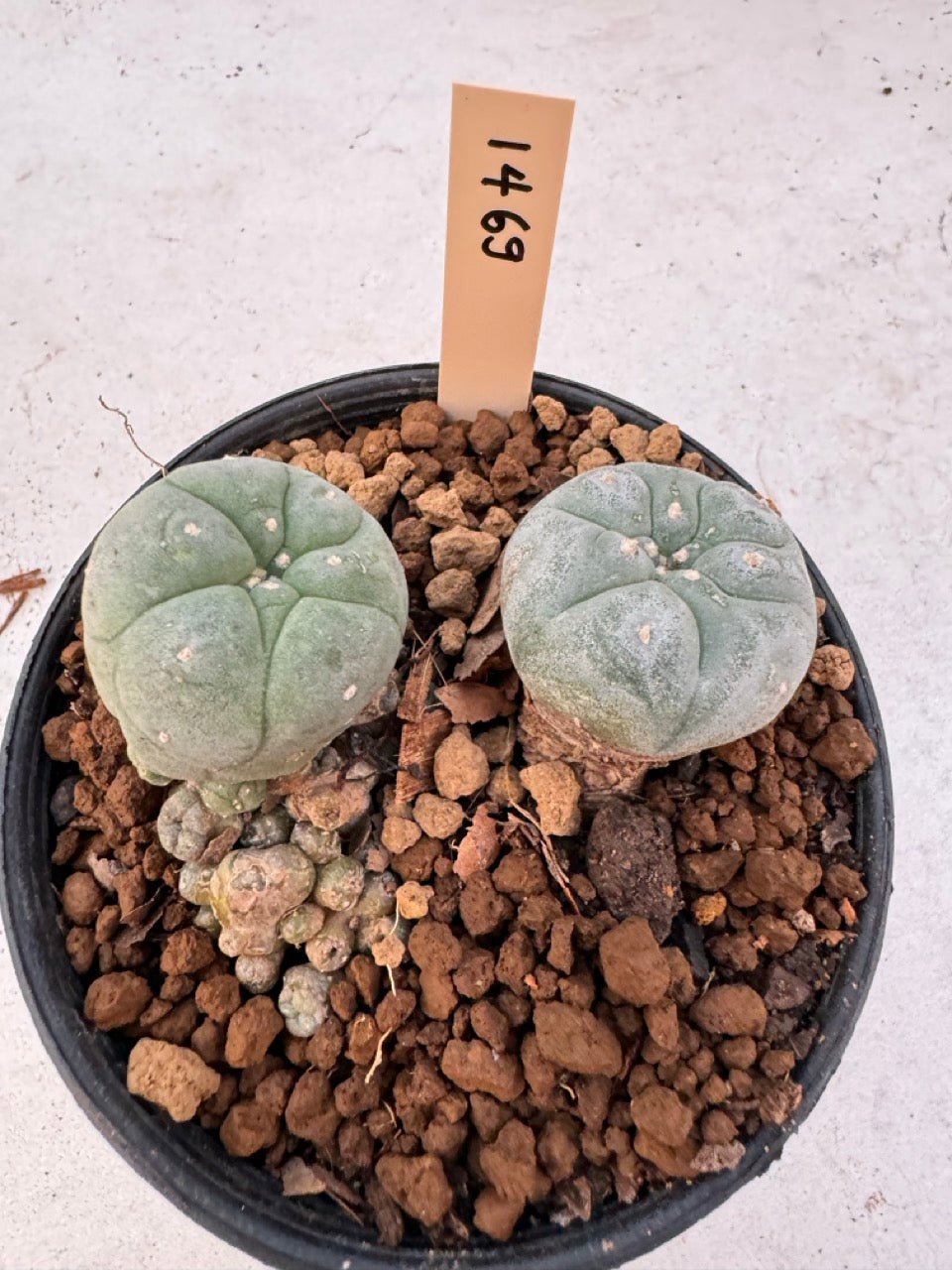 Lophophora williamsii – Peyote Cactus (6–7 cm, Own Root)