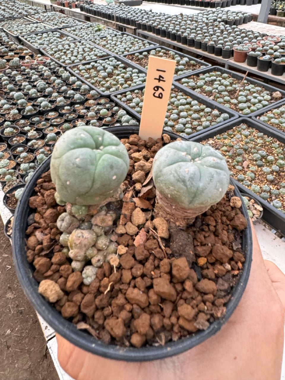 Lophophora williamsii – Peyote Cactus (6–7 cm, Own Root)