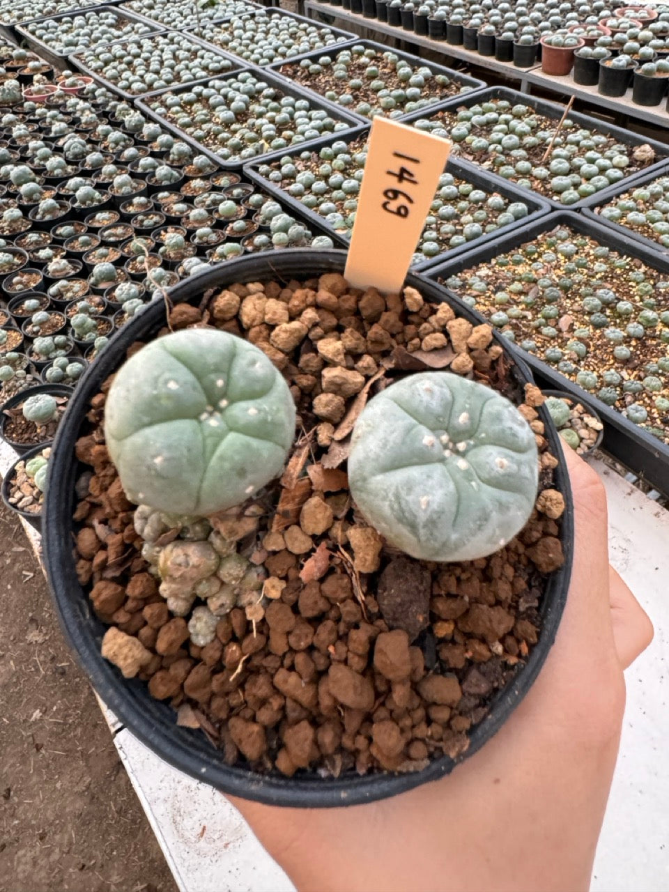 Lophophora williamsii – Peyote Cactus (6–7 cm, Own Root)