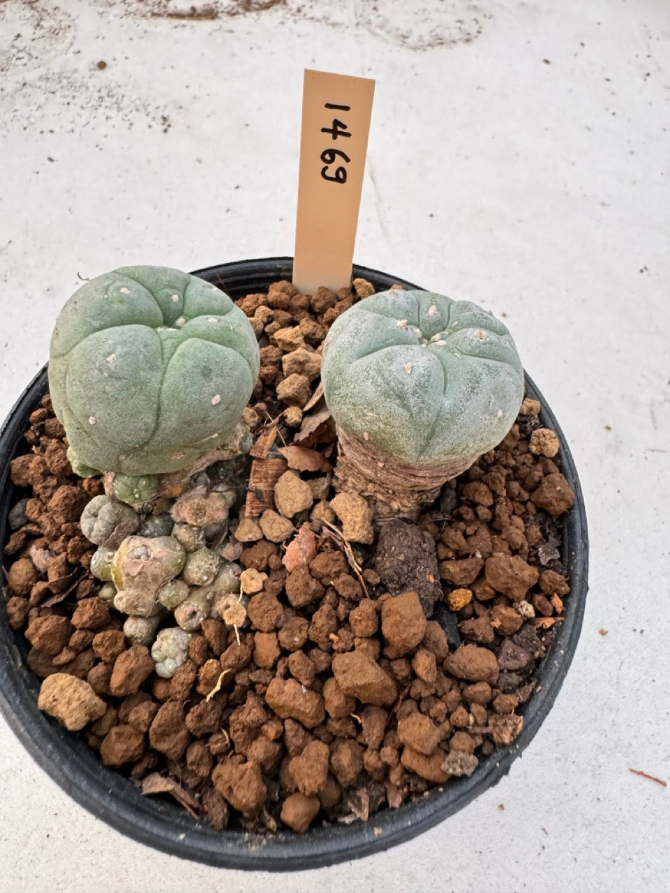 Lophophora williamsii – Peyote Cactus (6–7 cm, Own Root)