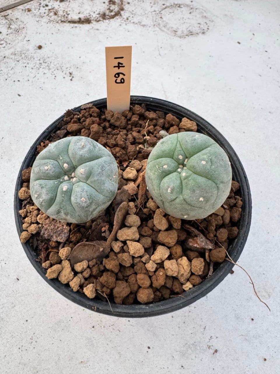 Lophophora williamsii – Peyote Cactus (6–7 cm, Own Root)