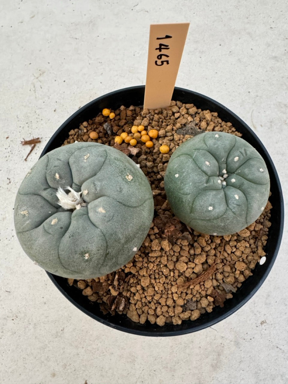 Lophophora williamsii – Peyote Cactus (6–7 cm, Own Root)
