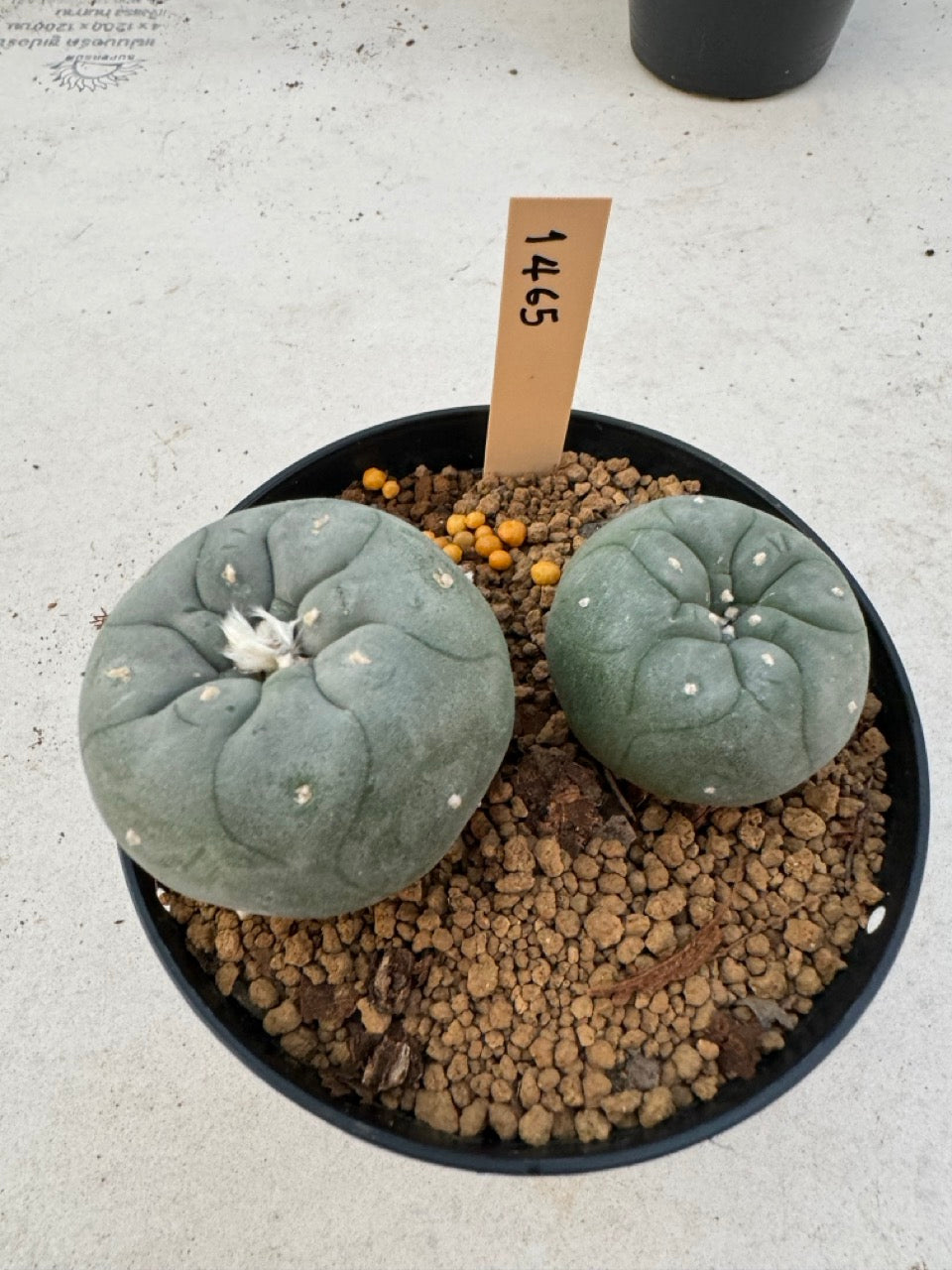 Lophophora williamsii – Peyote Cactus (6–7 cm, Own Root)