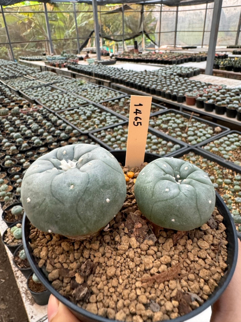 Lophophora williamsii – Peyote Cactus (6–7 cm, Own Root)