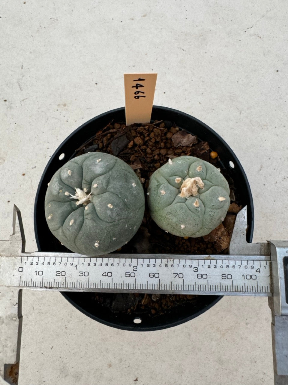 Lophophora williamsii – Peyote Cactus (6–7 cm, Own Root)