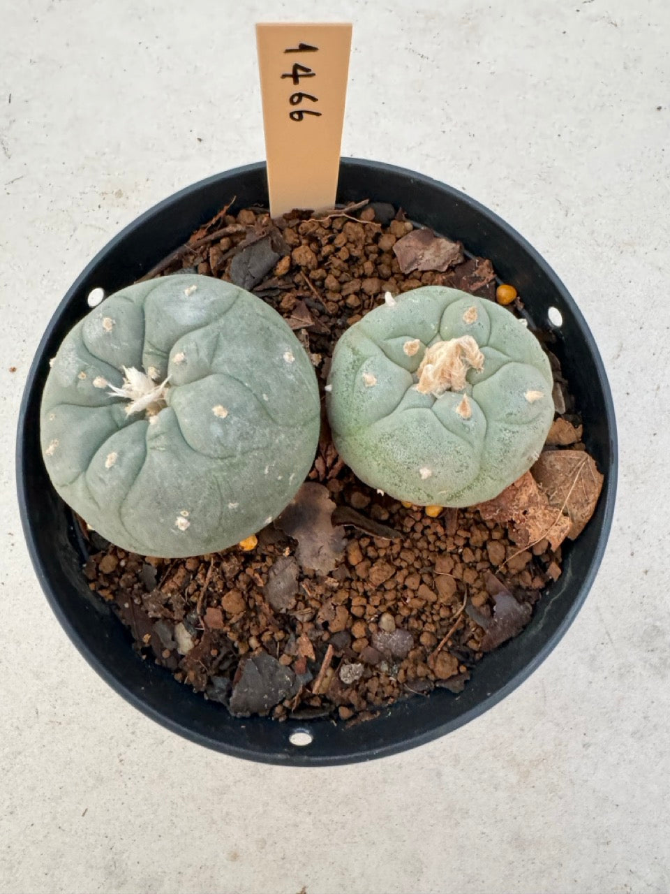 Lophophora williamsii – Peyote Cactus (6–7 cm, Own Root)
