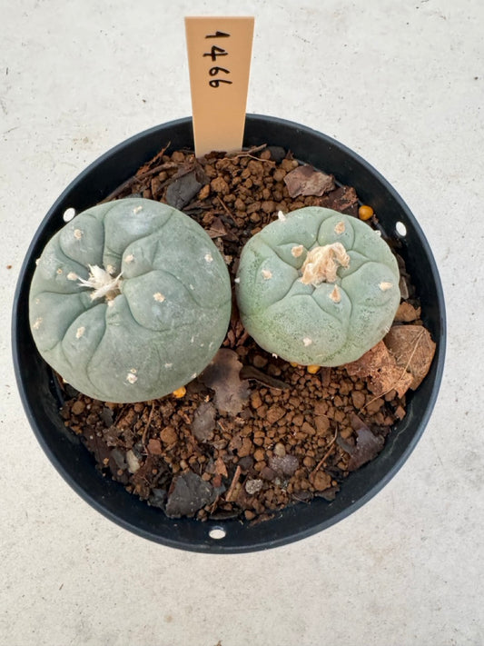 Lophophora williamsii – Peyote Cactus (6–7 cm, Own Root)